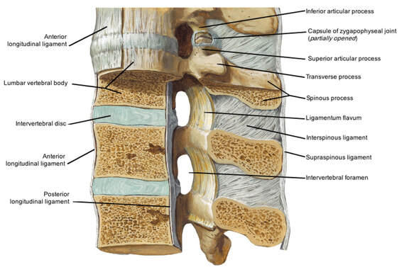 Picture showcasing the layers of bone