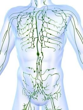 The lymphatic system (Courtesy of Marlene Alphonse)