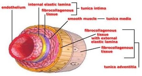 Photo of artery layers