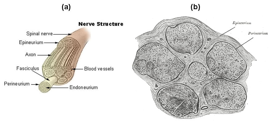 Diagram of Nerve Structure